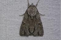 Acronicta psi/tridens