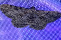 Peribatodes rhomboidaria rhomboidaria