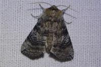 Tethea ocularis