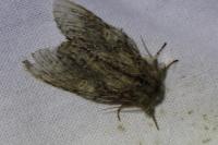 Peridea anceps