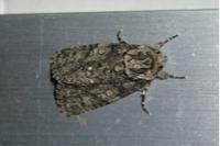 Acronicta rumicis