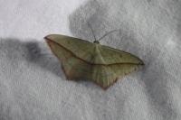 Timandra comae