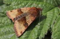 Heliothis viriplaca
