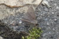 Diaphora mendica