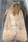 Hoplodrina ambigua