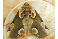 Thyatira batis