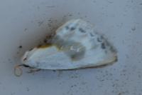 Cilix glaucata