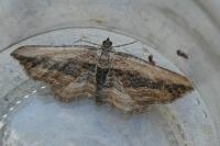 Horisme vitalbata
