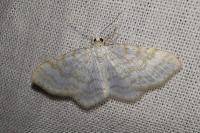 Asthena albulata