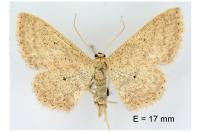 Scopula minorata