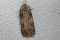 Agrotis puta