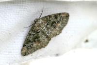 Cleorodes lichenaria