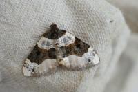 Cosmorhoe ocellata
