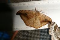 Drepana falcataria