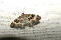 Epirrhoe alternata