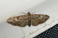 Eupithecia dodoneata