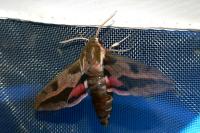 Hyles euphorbiae