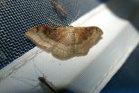 Idaea degeneraria