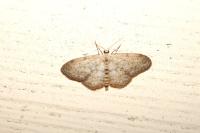 Idaea seriata