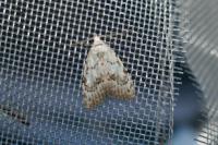 Nola confusalis