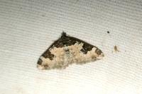 Xanthorhoe fluctuata