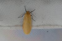 Wittia sororcula