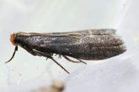 Eccopisa effractella