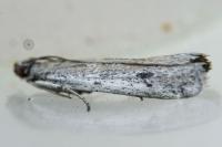 Phycitodes