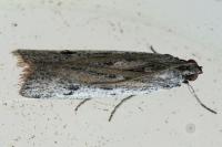 Phycitodes