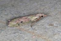 Aphomia sociella