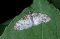 Lobophora halterata