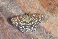Chiasmia clathrata