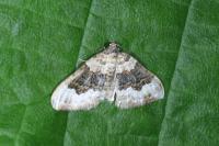Epirrhoe galiata