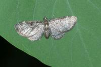 Pasiphila chloerata