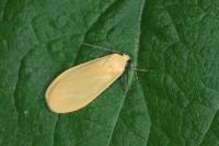 Wittia sororcula