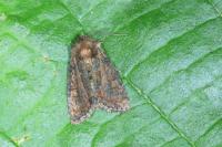 Oligia latruncula