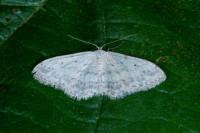 Idaea seriata