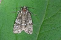 Acronicta rumicis
