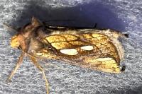 Plusia festucae