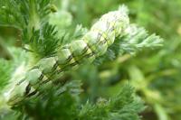 Cucullia chamomillae