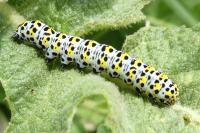 Cucullia verbasci
