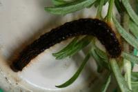 Malacosoma franconicum