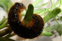 Malacosoma franconicum