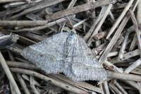 Isturgia murinaria