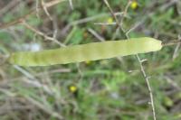 Aporophyla nigra