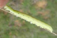 Aporophyla nigra