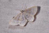 Asthena albulata