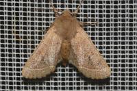 Orthosia cerasi