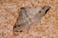 Macaria alternata