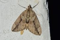 Thera cupressata